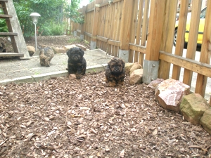 Sicherheit im eigenen Garten beim Toben...