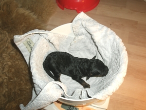 Flipper der Dicke