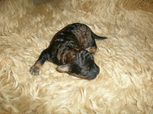 Lilli die Rote