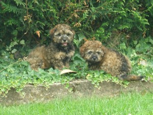 Rosa und Eiko, die Zwillinge...
